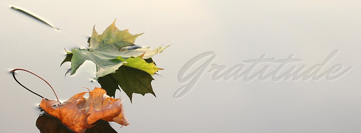 orange and green leaves floating on the surface of a calm pond next to the word Gratitude